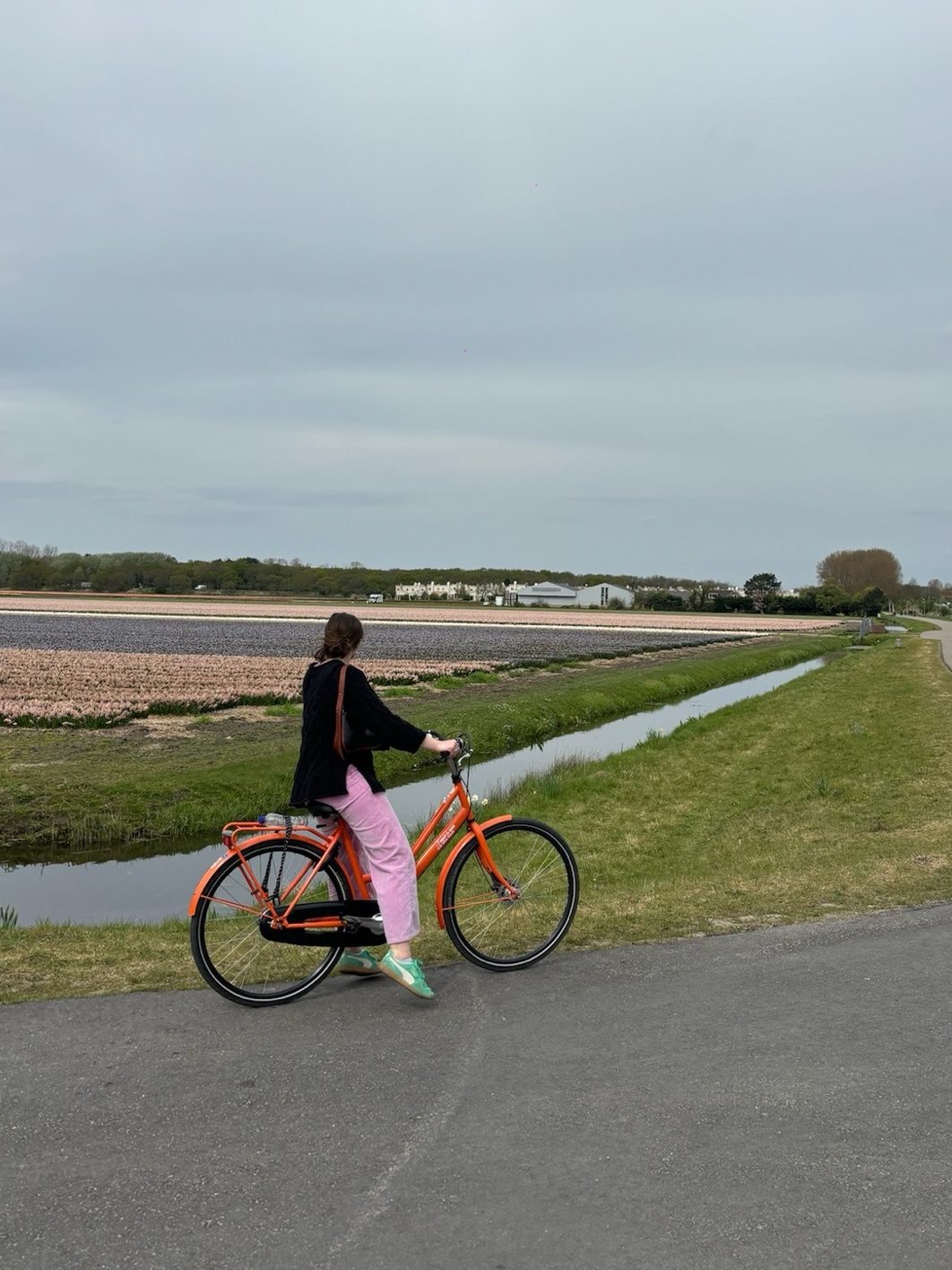Biking past tulip fields outside of Keukenhof gardens in Amsterdam. 