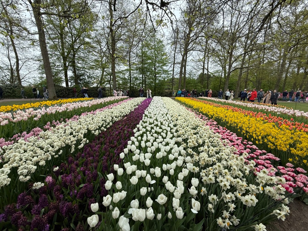 Rows of colorful tulips in Keukenhof Gardens in the Netherlands. 