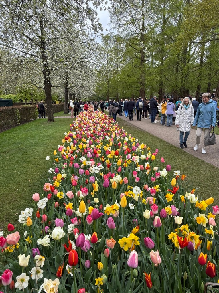 A row of multicolored flowers and tulips in Keukenhof. 