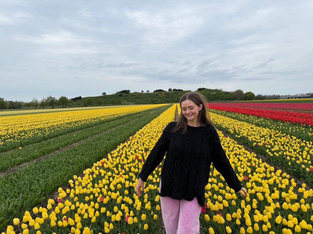 Walking through yellow tulip fields in Amsterdam. 