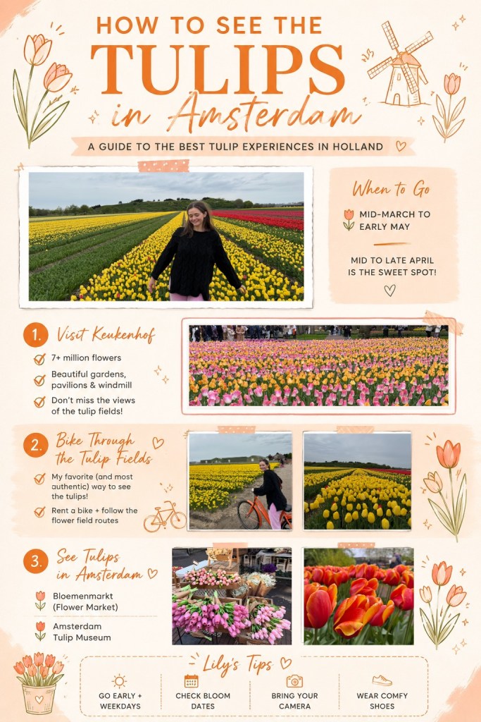 Visual with photos of the tulips in Holland and Amsterdam, complete with descriptions of where to see the tulips in Amsterdam. 